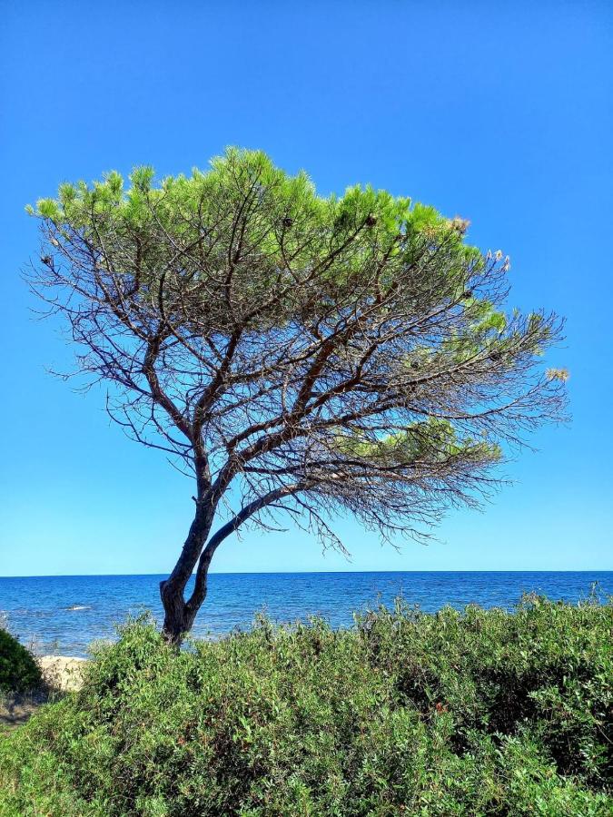 Villa vista pineta - 90 mt dalla spiaggia Budoni Esterno foto